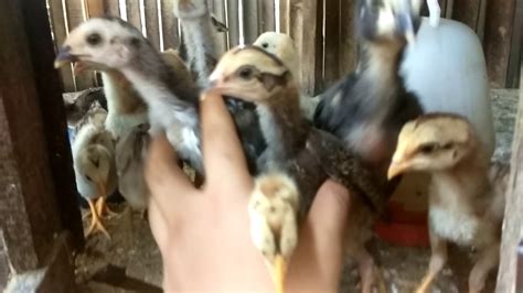 Kandang Pembesaran Anak Ayam Youtube