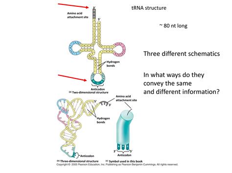 Microbial Genetics Ppt