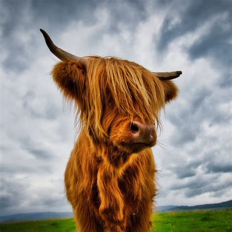 Things You Didnt Know About Highland Cows Heartbox