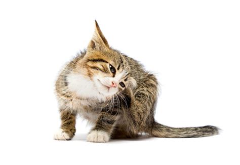 Cat Scratching Ear Images Browse 2004 Stock Photos Vectors And