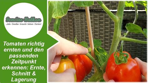 Tomaten Richtig Ernten Und Den Passenden Zeitpunkt Erkennen Ernte