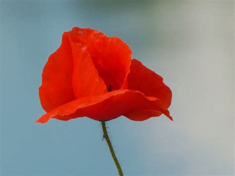 Free Images : blossom, sunlight, petal, bloom, insect, flora, poppy ...