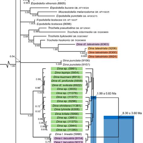 Bayesian Phylogeny Of Selected Species Of Erpobdellidae Inferred From