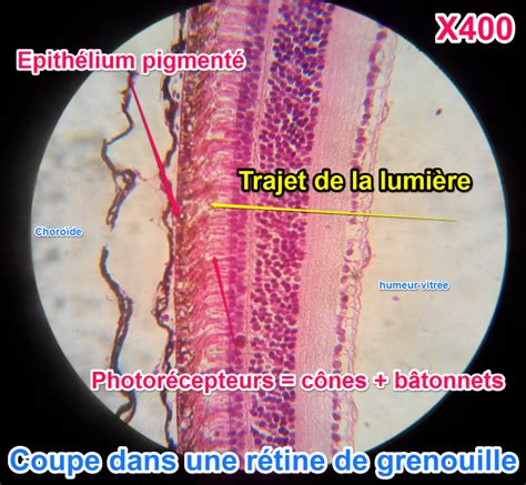 Retine Organisation Cellules Batonnets Cones Photorecepteurs Vive Les