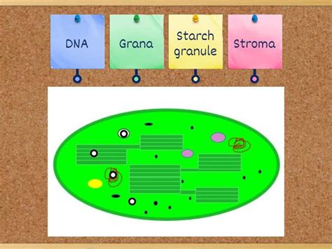 Label the diagram of Chloroplast - Labelled diagram