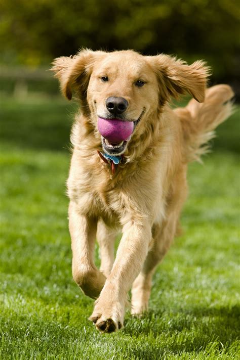 Is A Golden Retriever A Large Breed Dog
