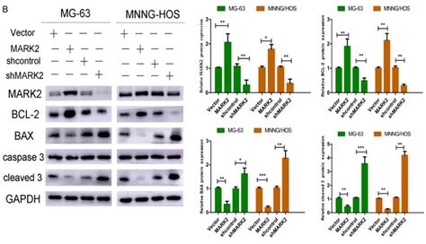 Cleaved Caspase 3 Asp175 P17 Antibody Affinity Biosciences Ltd亲科生物官网