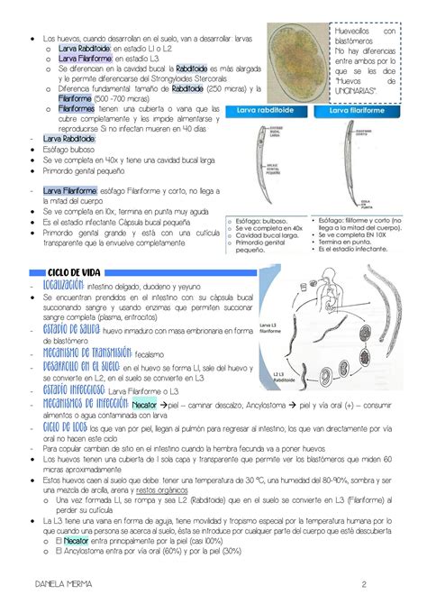 Solution Parasitolog A Uncinariasis Estrongiloidiasis Enterobiasis