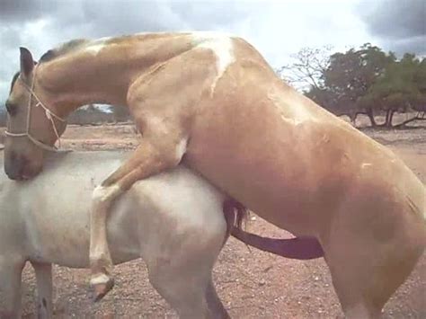 Brown Stallion Fucking A White Mare S Hot Pussy