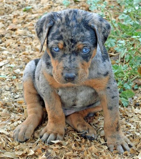 beautiful puppy  blue eyes   striking catahoula