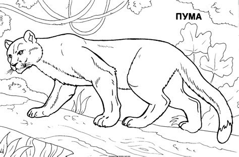 Разукрашки Про Зверей