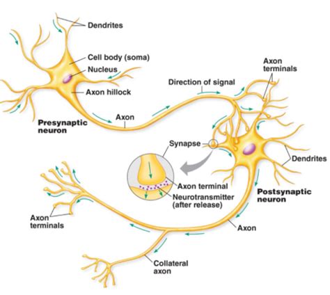 Bpk Neuro I Flashcards Quizlet