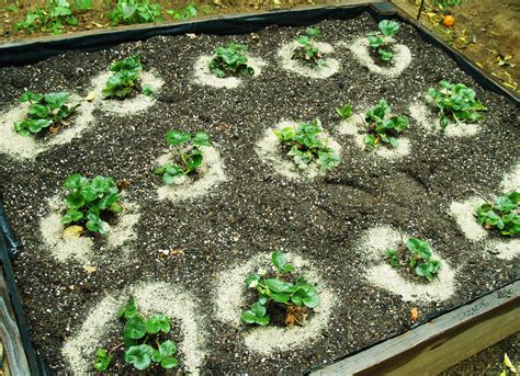 Top 10 Tips for Growing Strawberries - Palmers Garden Centre