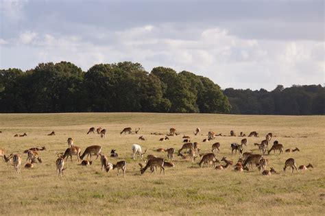 Grazing Animals Deer - Free photo on Pixabay - Pixabay