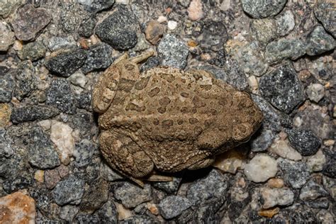 Rocky Mountain Toad Rocky Mountain Toad Anaxyrus W Woodh Flickr