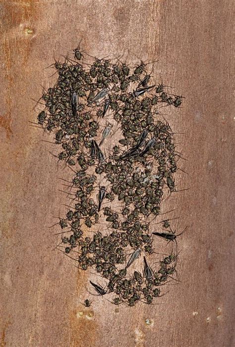 Common Barklouse Colony Cerastipsocus Venosus Gathered On A Crepe