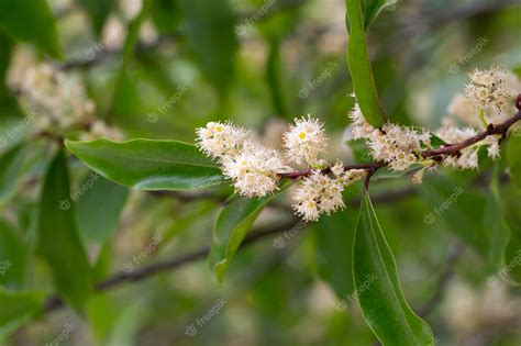 Вишневый лавр или обыкновенный лавр prunus laurocerasus laurocerasus ...