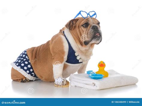 Perro Que Lleva Un Bikini Imagen De Archivo Imagen De Swimsuit