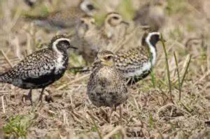 Interesting Birds Of Kauai Pictures Ids