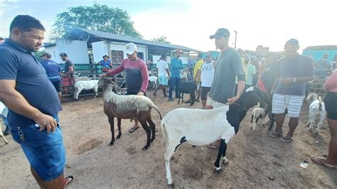 Feira De Caprinos E Ovinos De F Lha Mi Da Alagoas Brasil