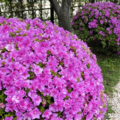Azalea Poukhanense Compacta 25qt Usda Hardiness Zones 4 9 1pc