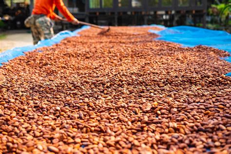 Organic cocoa beans drying 2264775 Stock Photo at Vecteezy