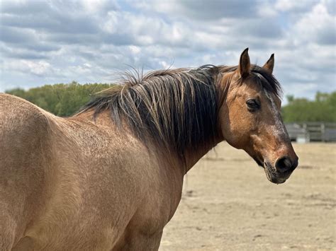 Equine - 12 years ago today, we welcomed Hayden into our Equine