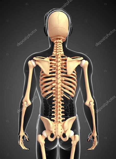 Female Skeleton Back View Human Skeleton Back View Stock Photo