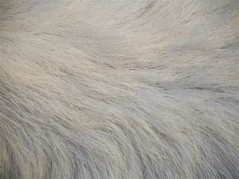 Козья шерсть: гладкокрашеная мягкая ткань из меха коз, описание и ...