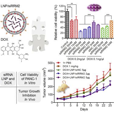 Sirna Knockdown Of Rrm Effectively Suppressed Pancreatic Tumor Growth