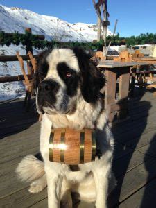 saint bernards shed st bernard shedding guide