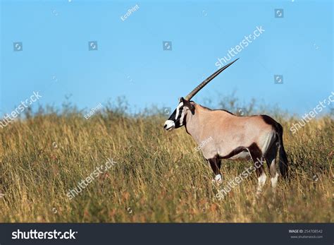 gemsbok antelope oryx gazella  template  crystalgraphics