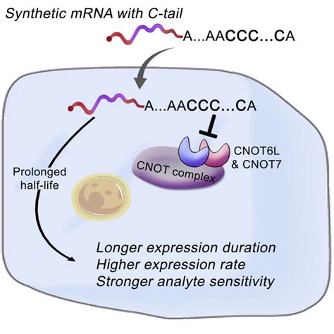 Cytidine Containing Tails Robustly Enhance And Prolong Protein