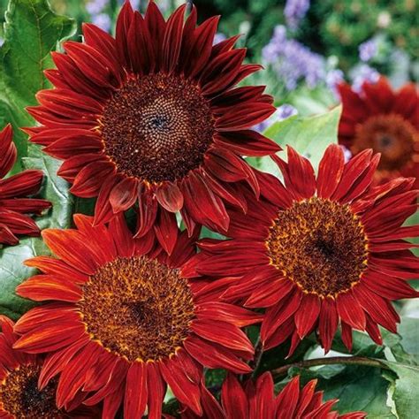 Sunflower (brown/red) – Lifestyle Seeds