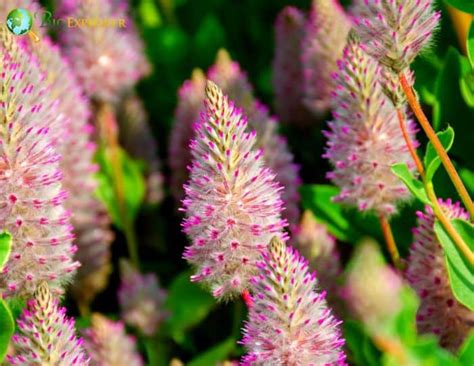 Mulla Mulla Flower Ptilotus Exaltatus Wildflower Bioexplorer