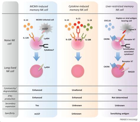 Natural Killer Cells Walking Three Paths Down Memory Lane Trends In