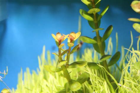 Chlorophyll | Alle Informationen und Eckdaten