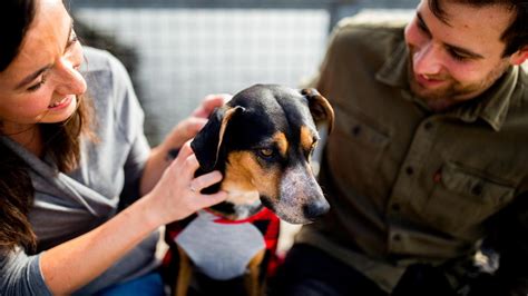 Animaux De Compagnie Un Certificat Dengagement Et De Connaissance