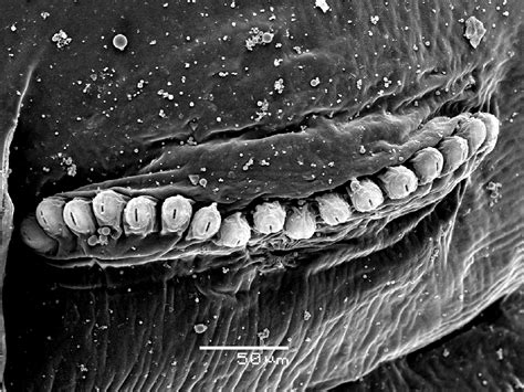 Anastrepha Annonae Fruit Fly Larval Id