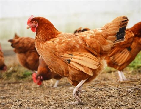 pengertian jenis  resep ayam kampung  enak kirim ayam