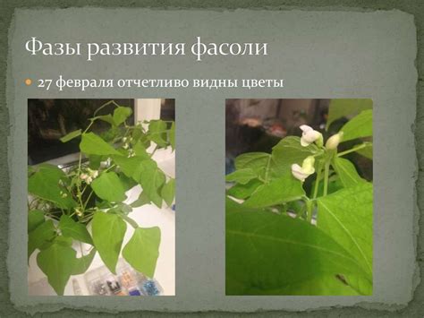 Проращивание семян фасоли - презентация онлайн