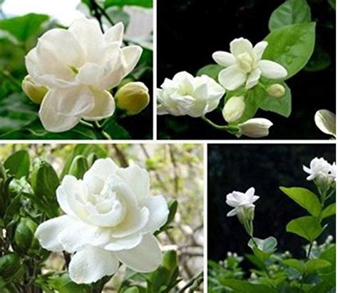 20 Jasmine Indoor Flower Seeds