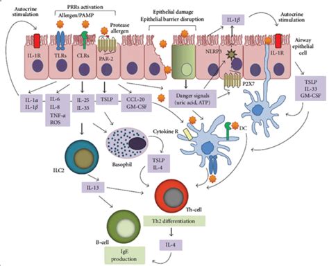 Simplified Model Of The HDM Induced Innate Immune Activation Leading To