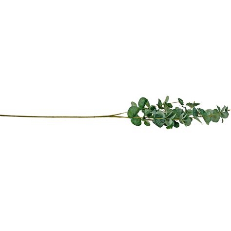 Floristik24 Fr Branche D Eucalyptus Branche D Eucalyptus Artificielle