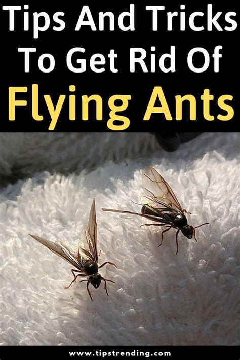 Tips And Tricks To Get Rid Of Flying Ants Flying Ants Ants Get Rid