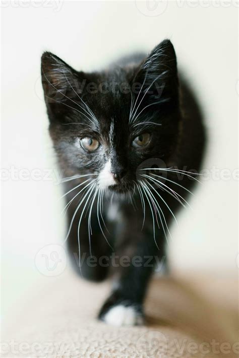 Cute Black with white spots little cat is coming 24270894 Stock Photo
