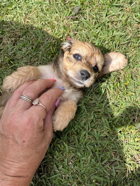 Dachshund X Bichon Frise Puppies Doxie Chon