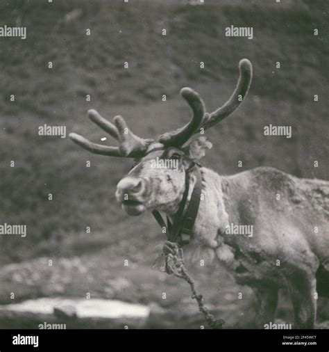 Travel photos Norway. reindeer Stock Photo - Alamy