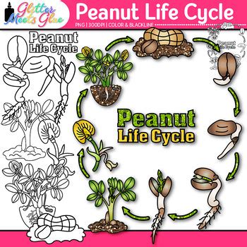 Peanut Plant Life Cycle