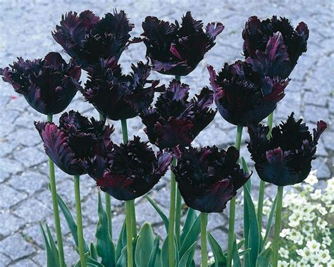 Попугайные тюльпаны: описание лучших сортов, посадка, выращивание и ...